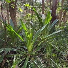 Crinum pedunculatum (Swamp Lily, River Lily, Mangrove Lily) at Dunbogan, NSW - 26 Oct 2024 by Nette