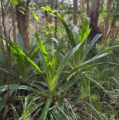 Crinum pedunculatum (Swamp Lily, River Lily, Mangrove Lily) at Dunbogan, NSW - 26 Oct 2024 by Nette