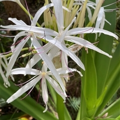 Crinum pedunculatum at suppressed - 26 Oct 2024