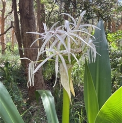 Crinum pedunculatum at suppressed - suppressed