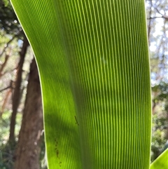 Crinum pedunculatum at suppressed - suppressed