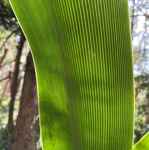 Crinum pedunculatum at suppressed - suppressed