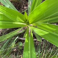 Crinum pedunculatum at suppressed - suppressed