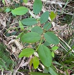 Breynia oblongifolia at Dunbogan, NSW - 26 Oct 2024 by Nette