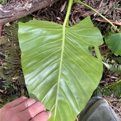 Alocasia brisbanensis (Cunjevoi, Spoon Lily) at Dunbogan, NSW - 26 Oct 2024 by Nette