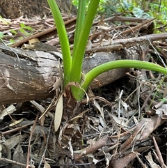 Alocasia brisbanensis at Dunbogan, NSW - 26 Oct 2024 02:59 PM