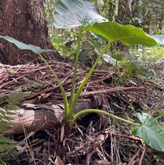 Alocasia brisbanensis at Dunbogan, NSW - 26 Oct 2024 02:59 PM