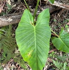 Alocasia brisbanensis at Dunbogan, NSW - 26 Oct 2024 02:59 PM