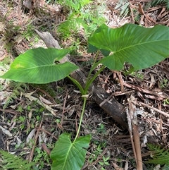 Alocasia brisbanensis at Dunbogan, NSW - 26 Oct 2024 02:59 PM