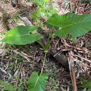 Alocasia brisbanensis at Dunbogan, NSW - 26 Oct 2024