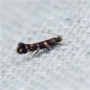 Stagmatophora argyrostrepta at Harrison, ACT - suppressed