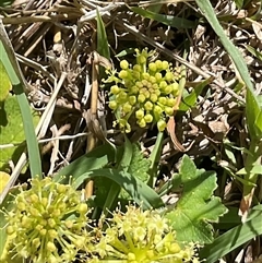 Hydrocotyle laxiflora (Stinking Pennywort) at Cook, ACT - 25 Oct 2024 by Jennybach