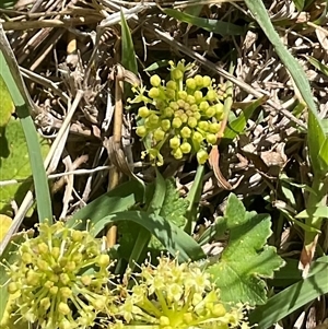 Hydrocotyle laxiflora at Cook, ACT - 25 Oct 2024 10:50 AM