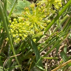 Hydrocotyle laxiflora at Cook, ACT - 25 Oct 2024 10:50 AM