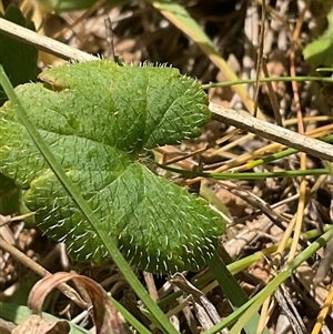 Hydrocotyle laxiflora at Cook, ACT - 25 Oct 2024