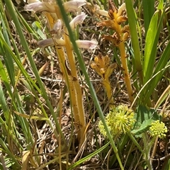 Hydrocotyle laxiflora at Cook, ACT - 25 Oct 2024 10:50 AM