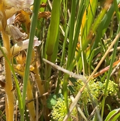 Hydrocotyle laxiflora at Cook, ACT - 25 Oct 2024 10:50 AM