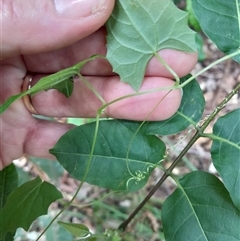 Unidentified Climber or Mistletoe at Pappinbarra, NSW - 26 Oct 2024 by jonvanbeest