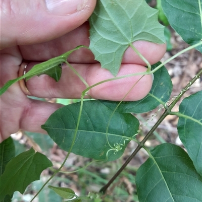 Unidentified Climber or Mistletoe at Pappinbarra, NSW - 26 Oct 2024 by jonvanbeest