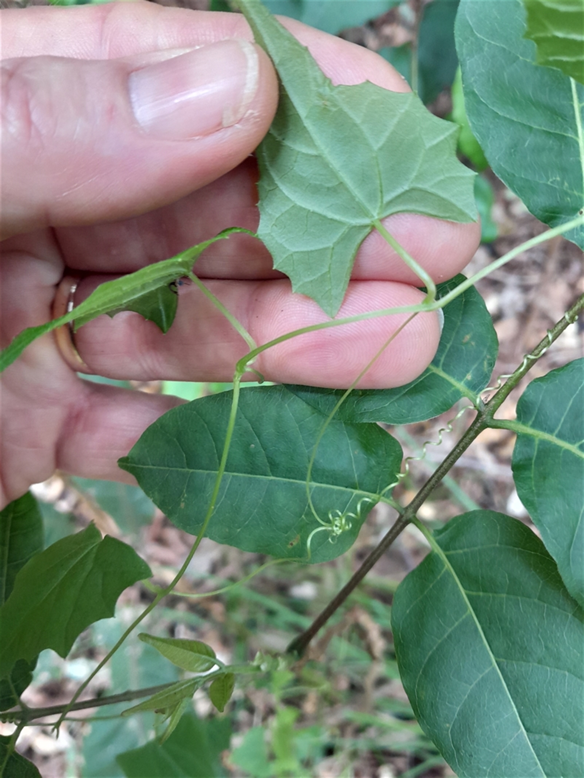 Unverified at suppressed - suppressed