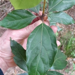 Neolitsea dealbata at Pappinbarra, NSW - 26 Oct 2024 02:38 PM