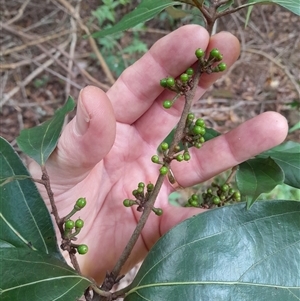 Neolitsea dealbata at Pappinbarra, NSW - 26 Oct 2024