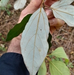 Neolitsea dealbata at Pappinbarra, NSW - 26 Oct 2024 02:38 PM