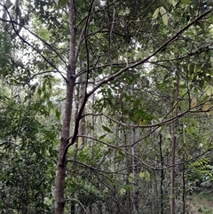 Neolitsea dealbata at Pappinbarra, NSW - 26 Oct 2024 02:38 PM