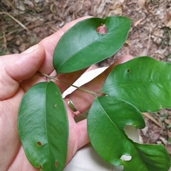 Syzygium smithii at Pappinbarra, NSW - 26 Oct 2024 02:27 PM