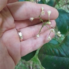 Syzygium smithii at Pappinbarra, NSW - 26 Oct 2024 02:27 PM