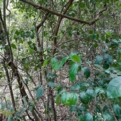 Syzygium smithii at Pappinbarra, NSW - 26 Oct 2024 02:27 PM