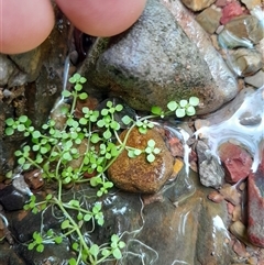 Callitriche muelleri (Round Water-starwort) at Pappinbarra, NSW - 26 Oct 2024 by jonvanbeest