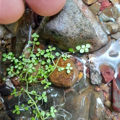 Callitriche muelleri (Round Water-starwort) at Pappinbarra, NSW - 26 Oct 2024 by jonvanbeest