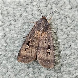 Agrotis infusa at Parkes, ACT - 26 Oct 2024