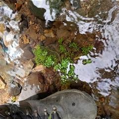 Centipeda minima at Pappinbarra, NSW - 26 Oct 2024 by jonvanbeest