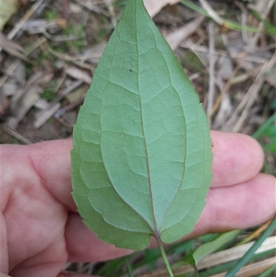 Lonicera japonica at Pappinbarra, NSW - 26 Oct 2024 by jonvanbeest