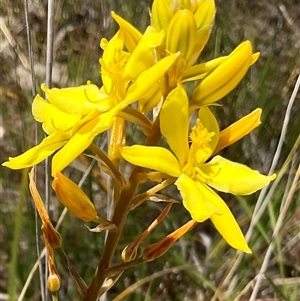 Bulbine bulbosa at Denman Prospect, ACT - 21 Oct 2024 01:37 PM