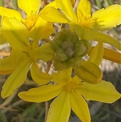 Bulbine bulbosa at Denman Prospect, ACT - 21 Oct 2024 01:37 PM