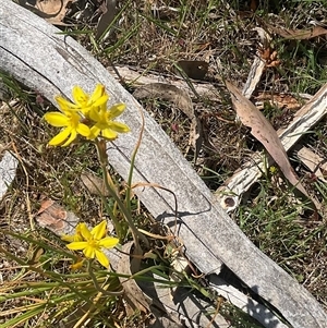 Bulbine bulbosa at Denman Prospect, ACT - 21 Oct 2024 01:37 PM