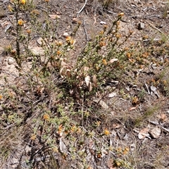 Pultenaea procumbens (Bush Pea) at Cooma, NSW - 26 Oct 2024 by mahargiani