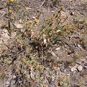 Pultenaea procumbens at Cooma, NSW - 26 Oct 2024