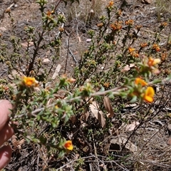 Pultenaea procumbens at Cooma, NSW - 26 Oct 2024