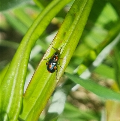 Dicranolaius villosus (Melyrid flower beetle) at Bungendore, NSW - 26 Oct 2024 by clarehoneydove