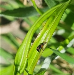 Dicranolaius villosus at Bungendore, NSW - 26 Oct 2024