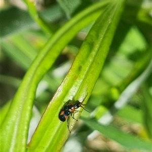 Dicranolaius villosus at Bungendore, NSW - suppressed