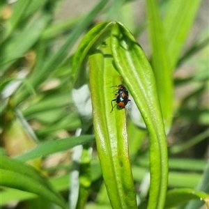 Dicranolaius villosus at Bungendore, NSW - 26 Oct 2024