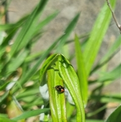 Dicranolaius villosus at Bungendore, NSW - suppressed