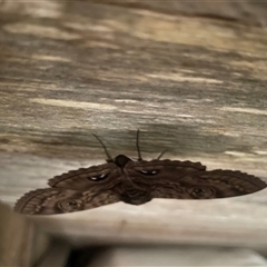 Speiredonia spectans (Granny's Cloak Moth) at Dunbogan, NSW - 26 Oct 2024 by Nette