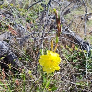 Oenothera stricta subsp. stricta at Isaacs, ACT - 26 Oct 2024