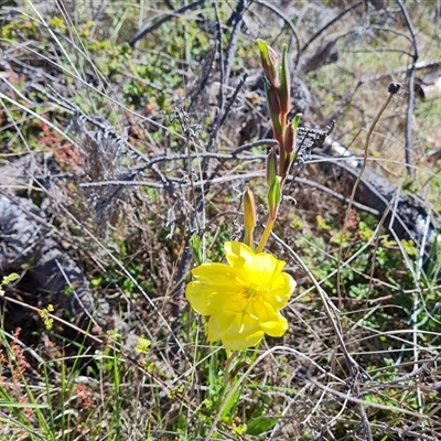 Oenothera stricta subsp. stricta (Common Evening Primrose) at Isaacs, ACT - 26 Oct 2024 by Mike